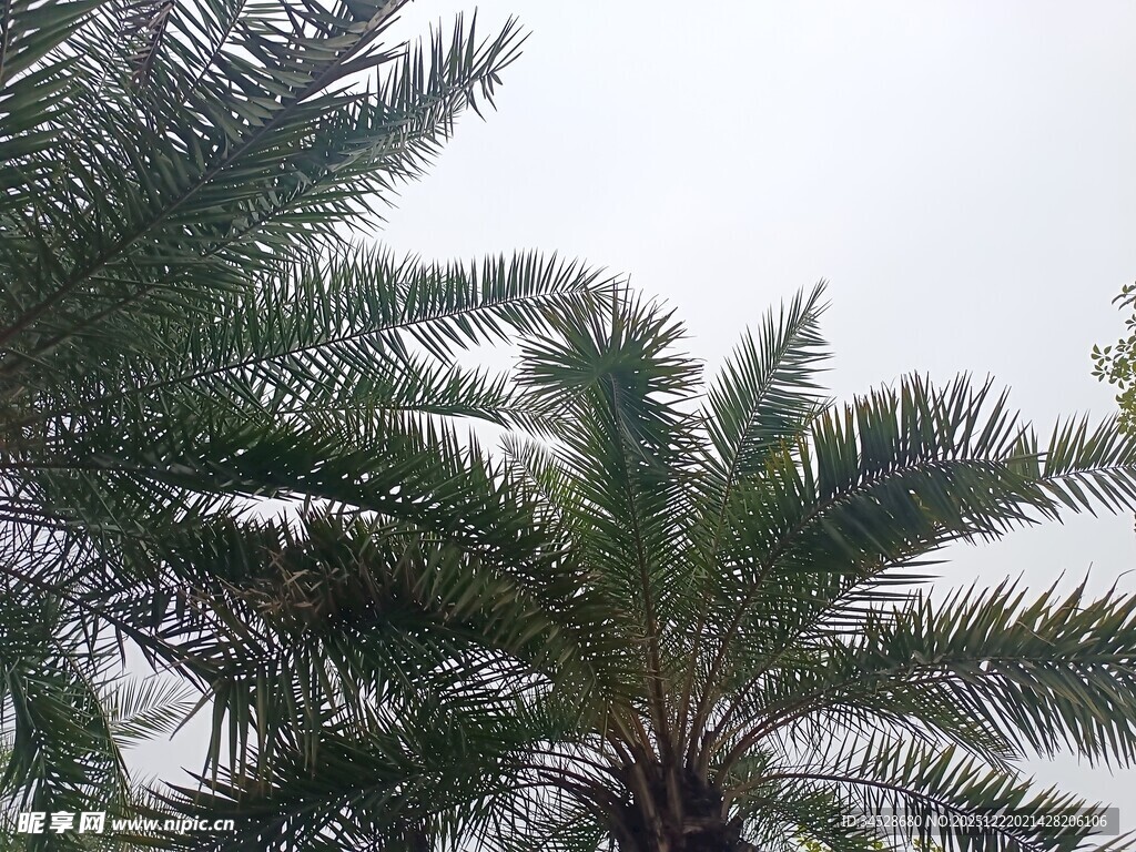 高大棕榈树 
