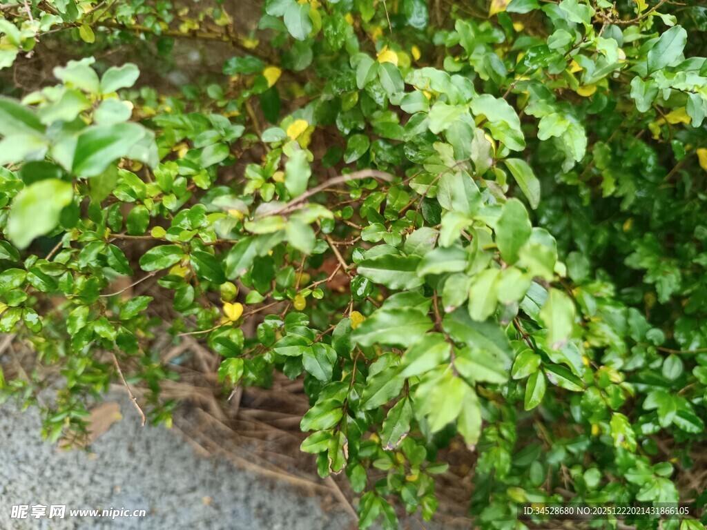 绿叶繁茂的植物景观
