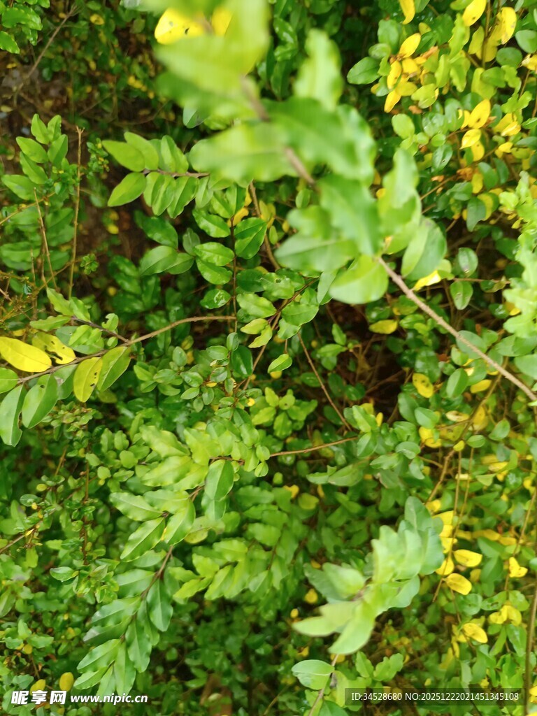 翠绿繁茂的植物景观