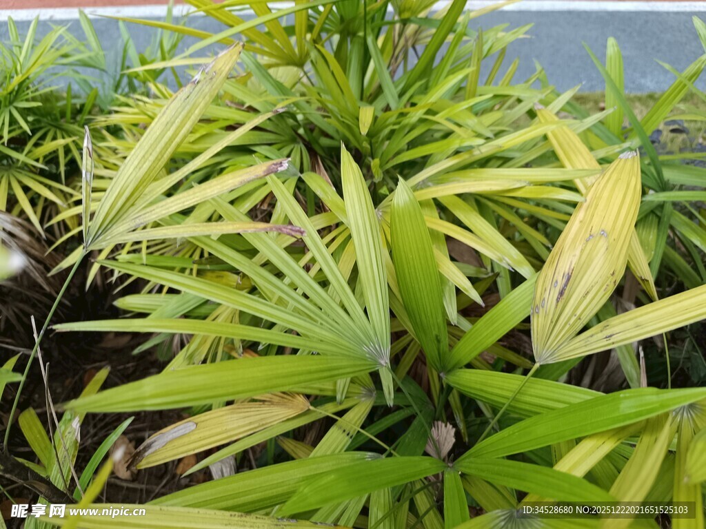 绿色茂盛的植物植株