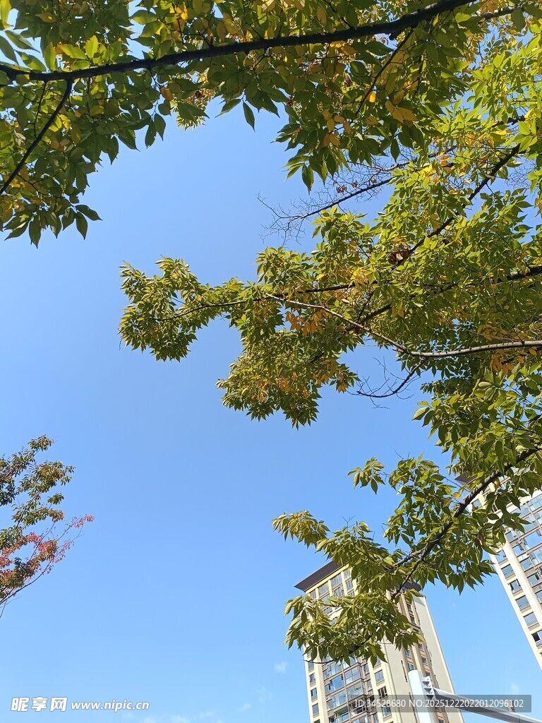 绿树映衬下的高楼