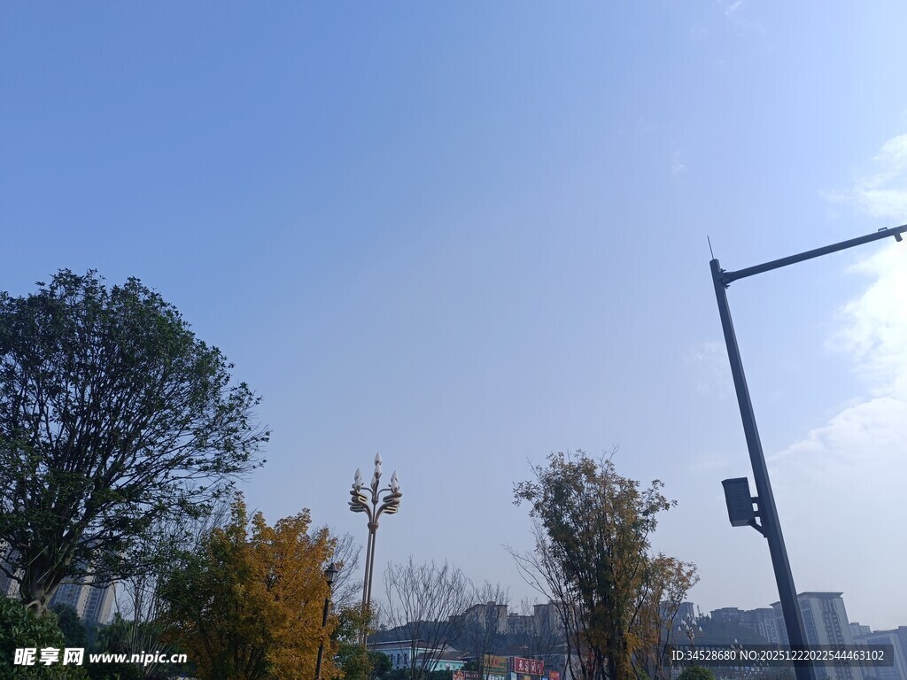 城市街道旁的树木与路灯