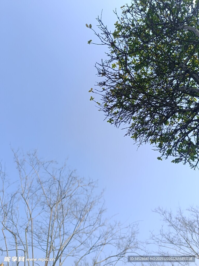 蓝天之下的树木景致