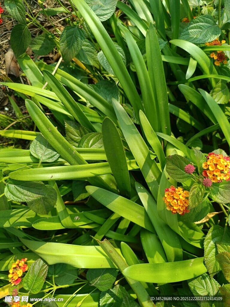 绿叶间的橙色小花