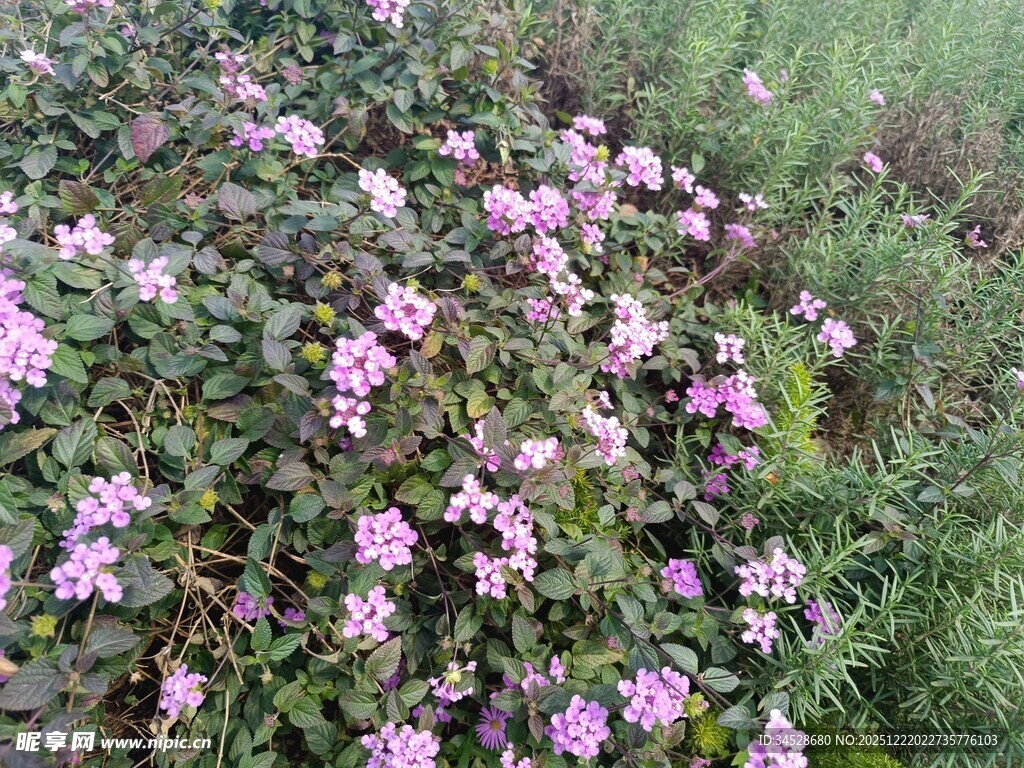 烂漫紫花绽放绿意间