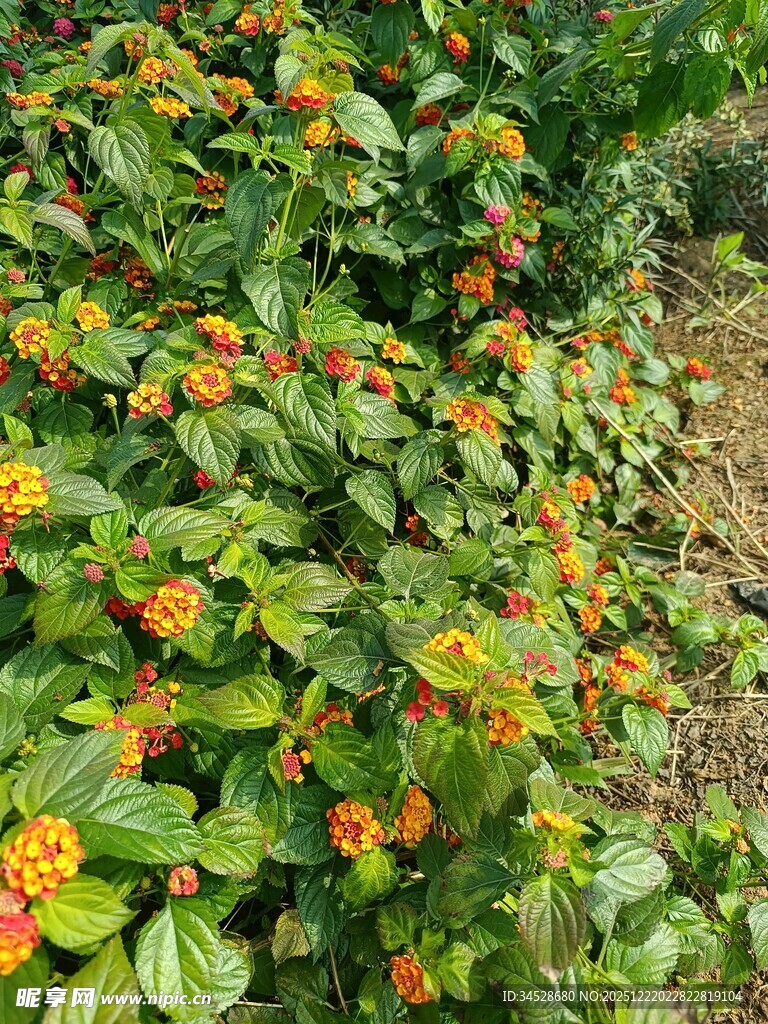 绿叶间的橙色小花绽放