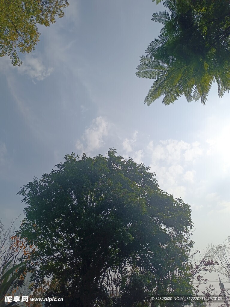 仰视天空下的繁茂树木