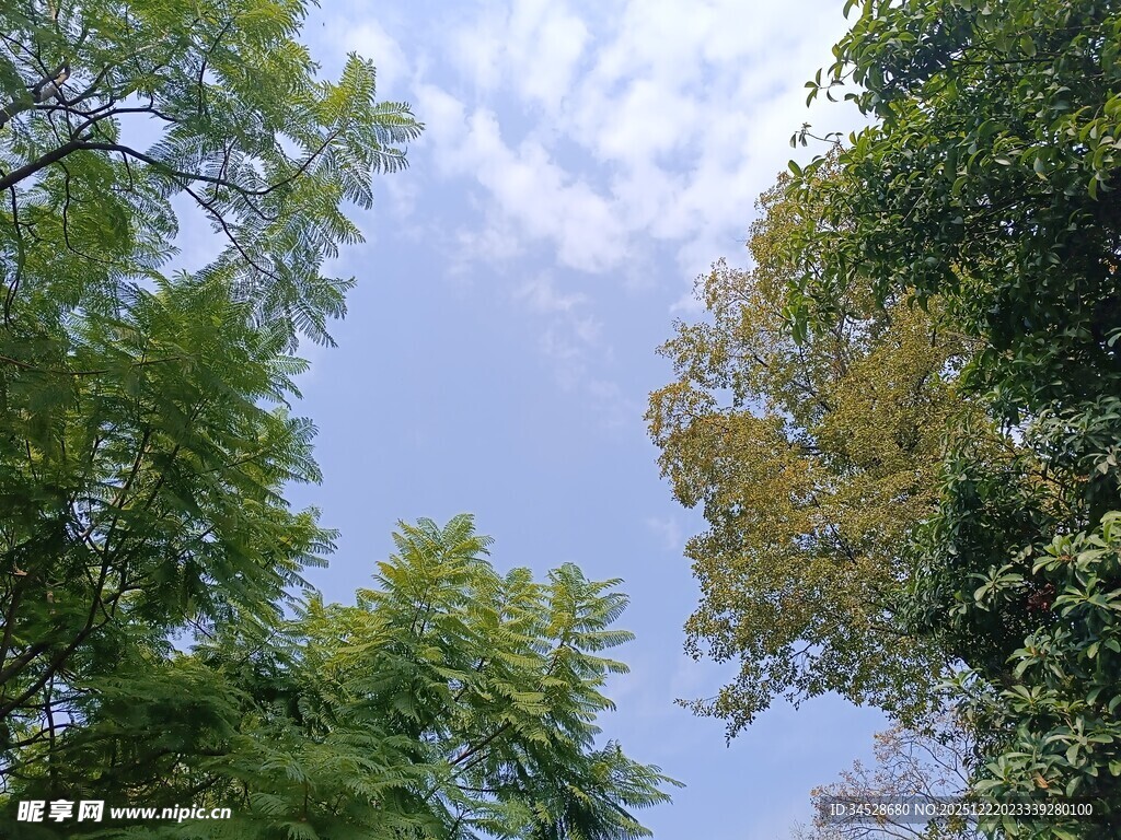 仰望蓝天绿树的清新景象