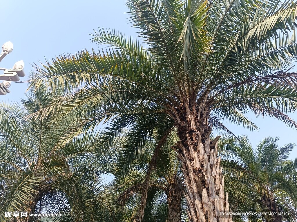 高大挺拔的棕榈树