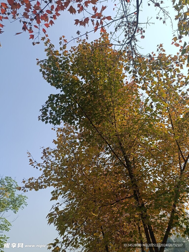 秋日树木蓝天美景