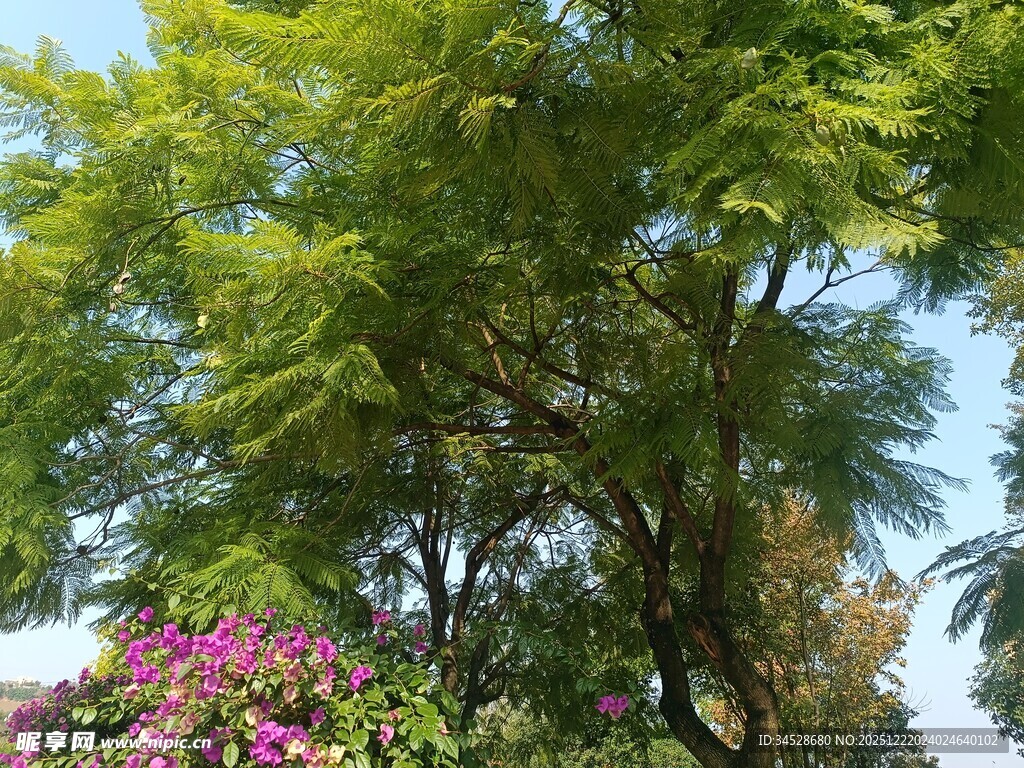绿树繁花的自然景致