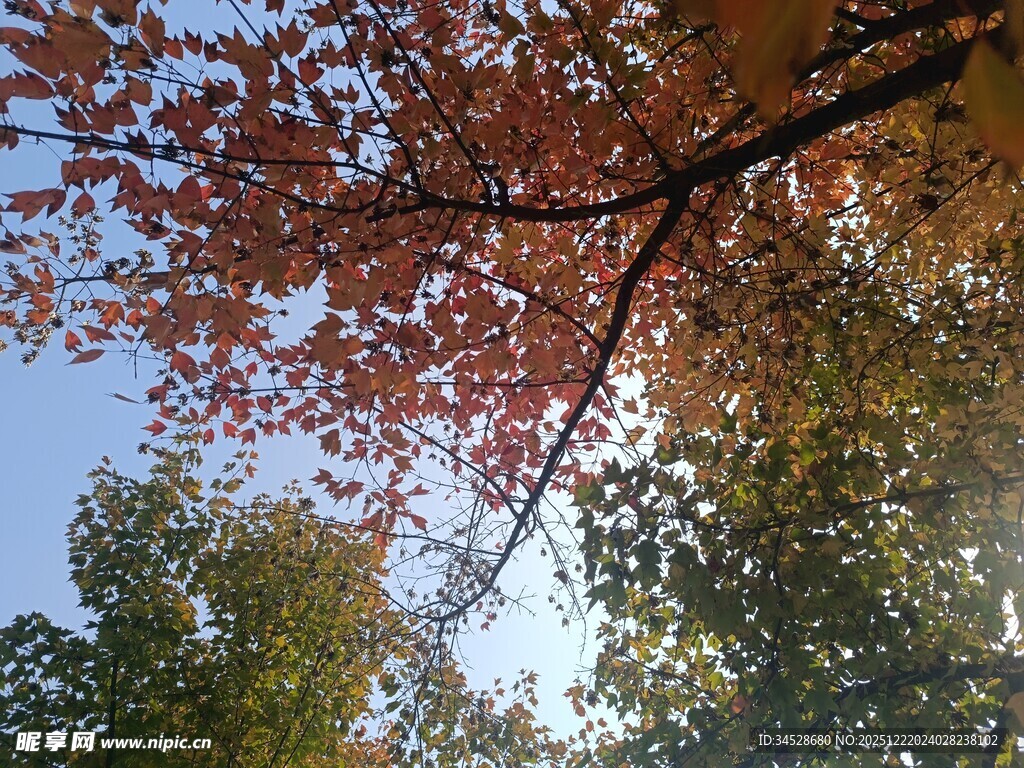 秋日树梢红叶映蓝天