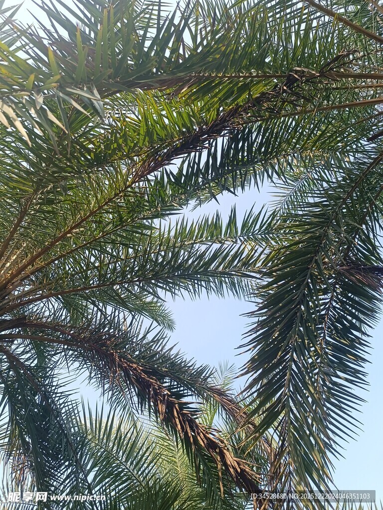 棕榈树枝叶特写