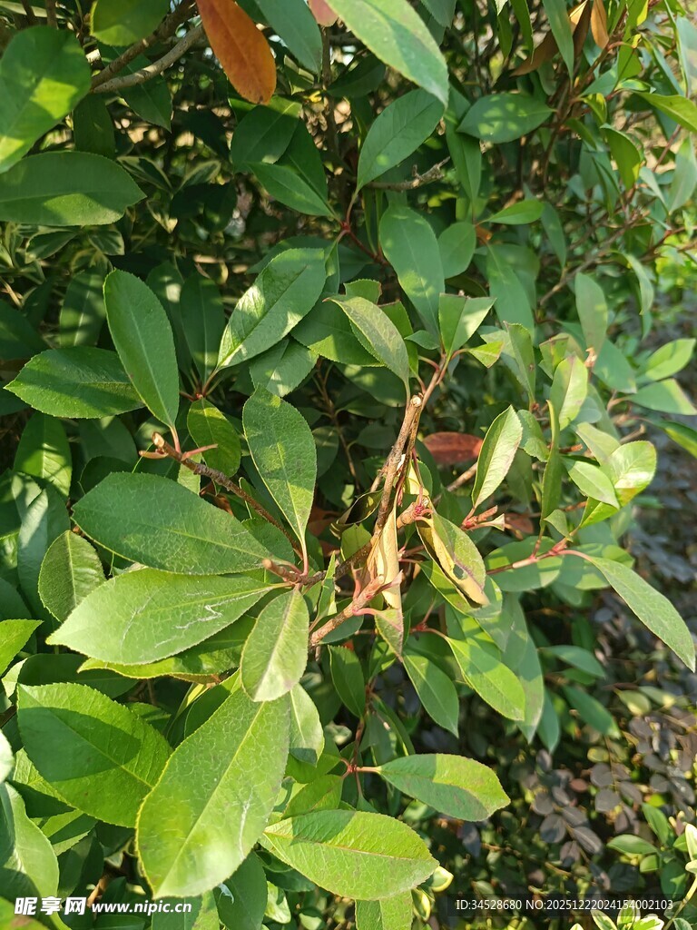 绿叶间的植物细节