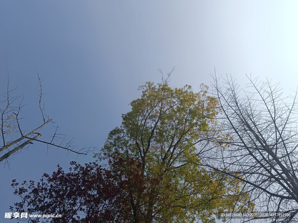 秋日树梢映蓝天