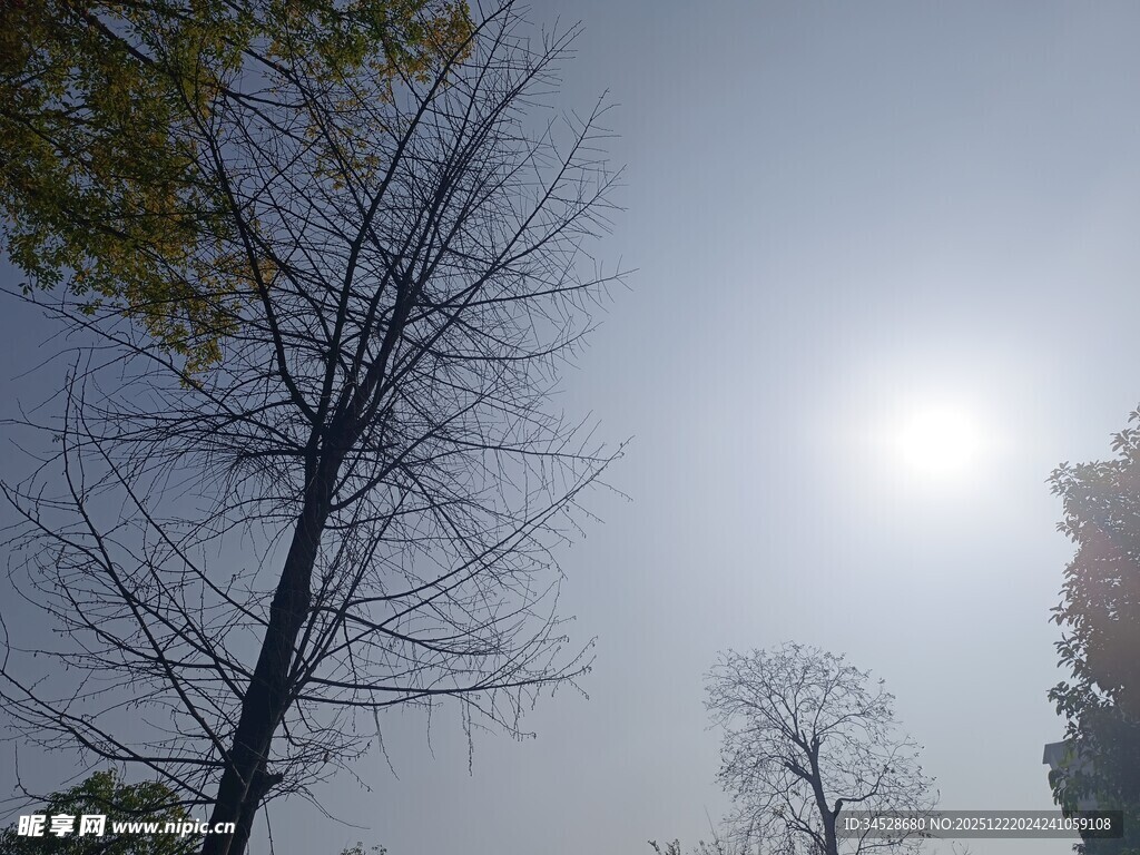 冬日阳光下的光秃树木