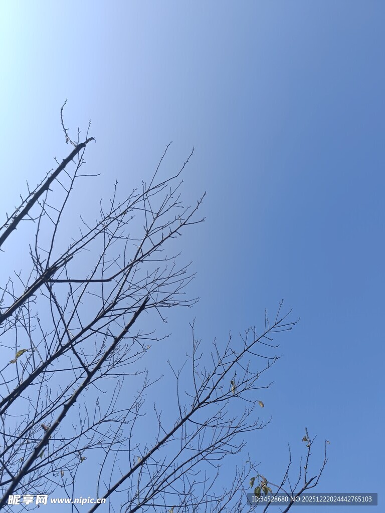 蓝天映衬下的光秃树枝