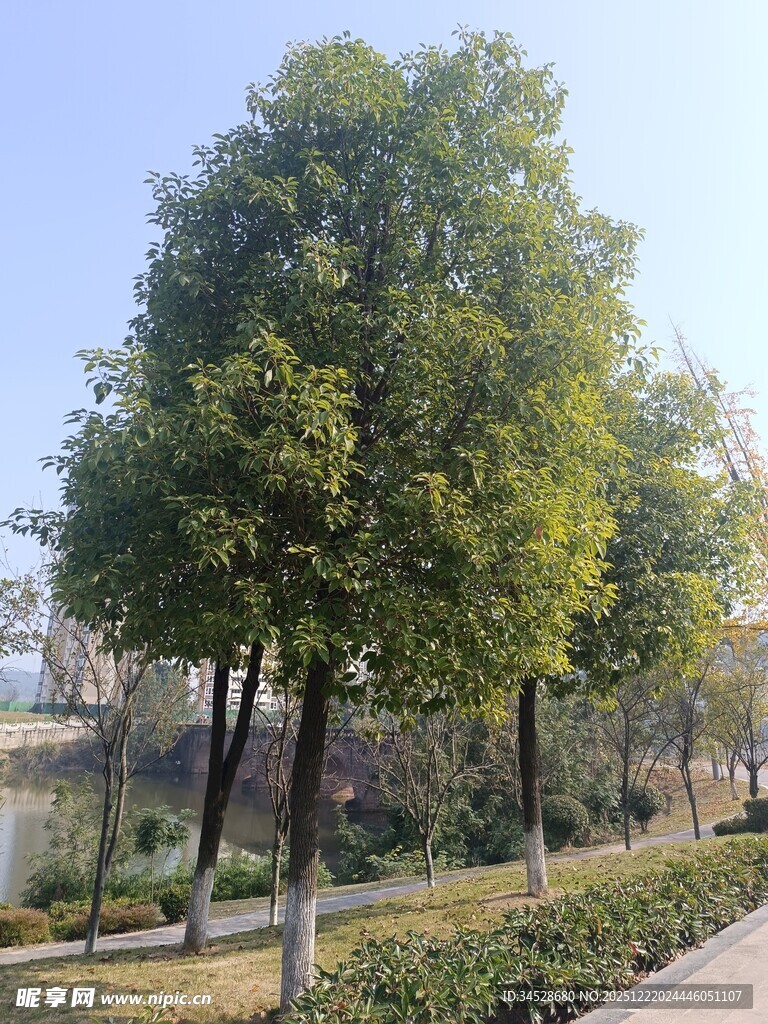 城市林荫道旁的葱郁树木