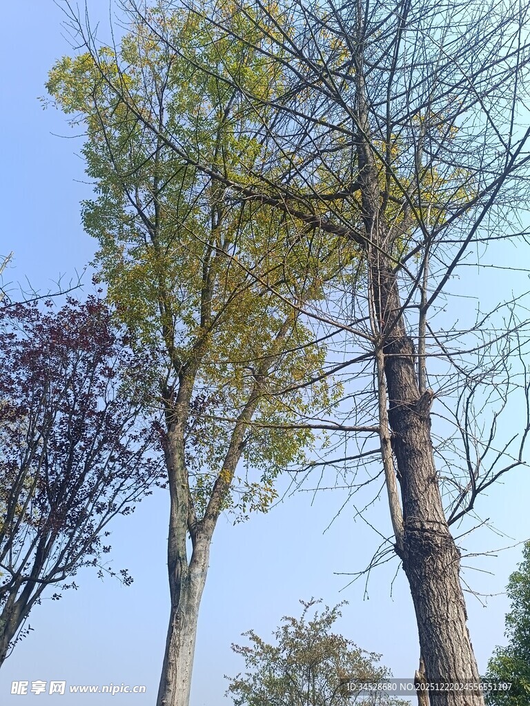 秋日挺拔树木景观