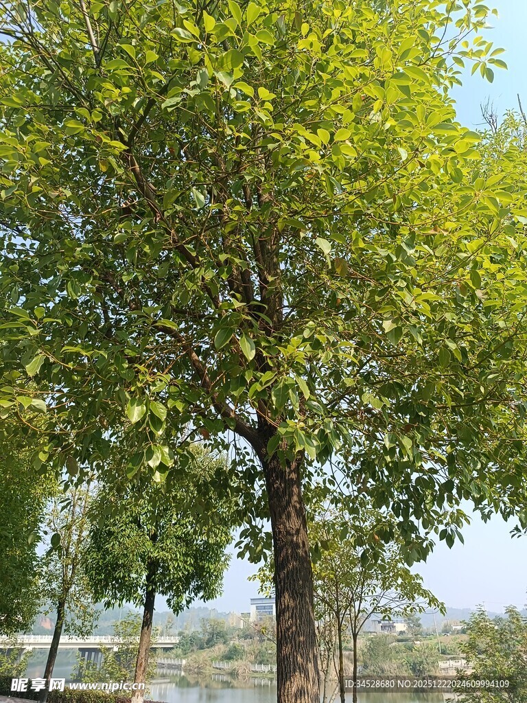 茂盛大树展现自然生机