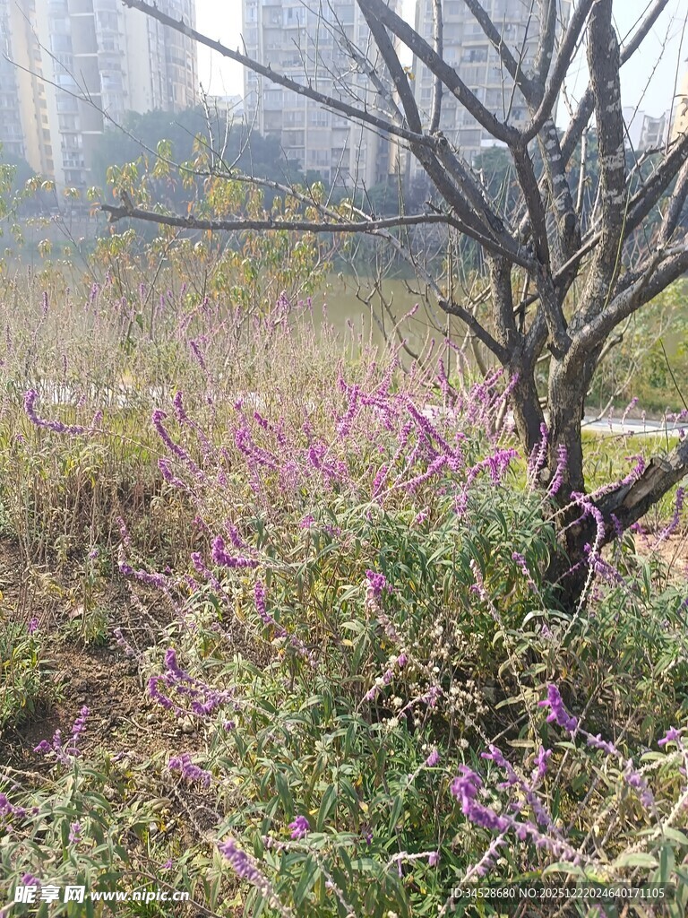 荒草地中的枯树与紫花