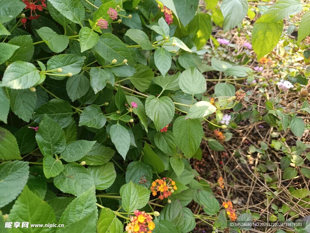 绿叶间的多彩植物景观