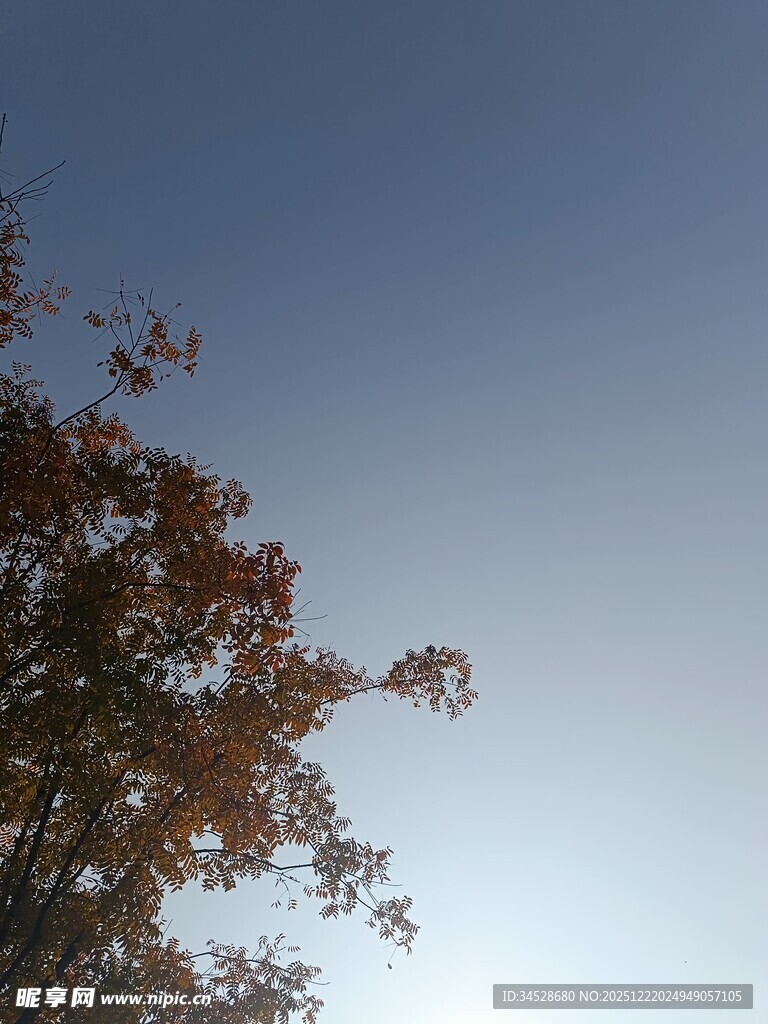 秋日树梢映蓝天