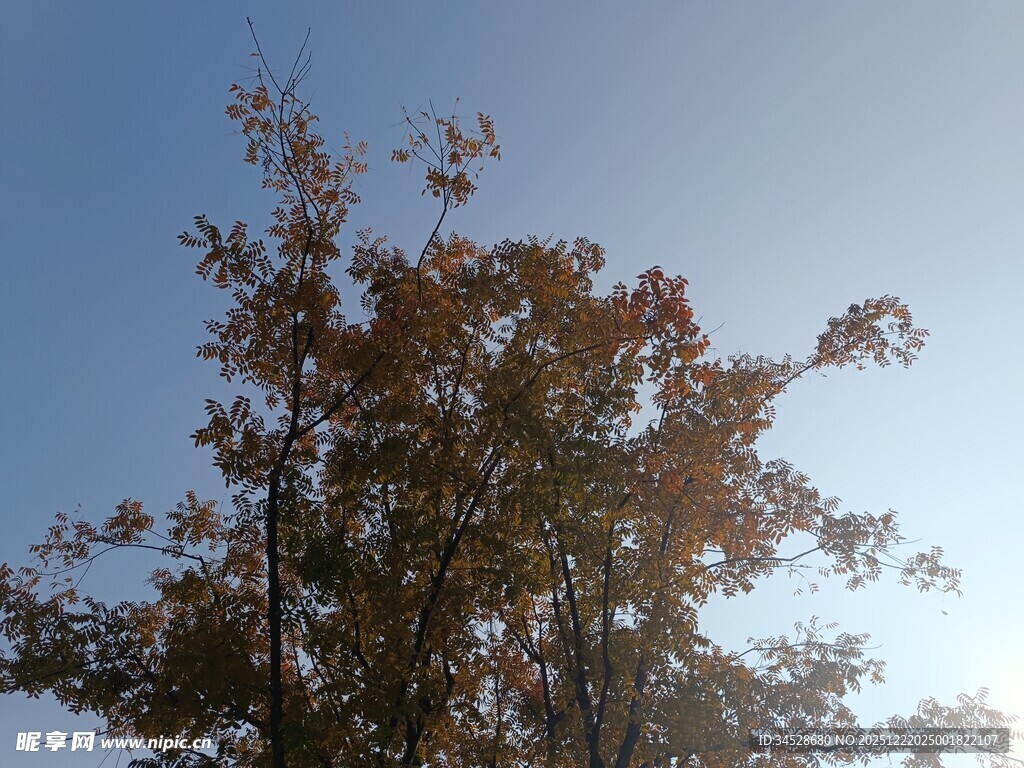 秋日树梢映蓝天