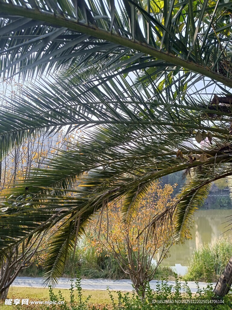 棕榈枝叶下的户外景致