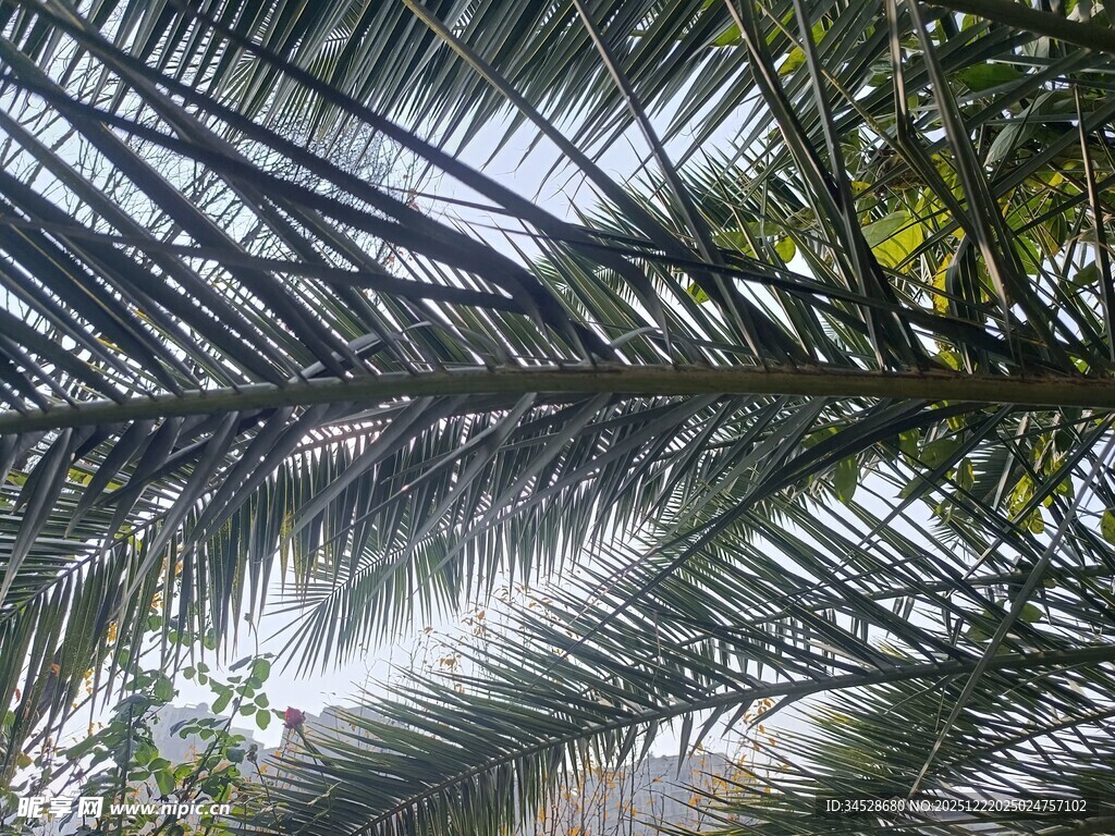 仰视下的羽状棕榈叶