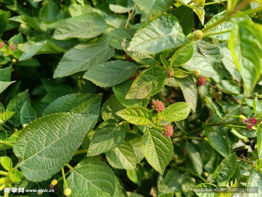 绿叶间的成熟果实