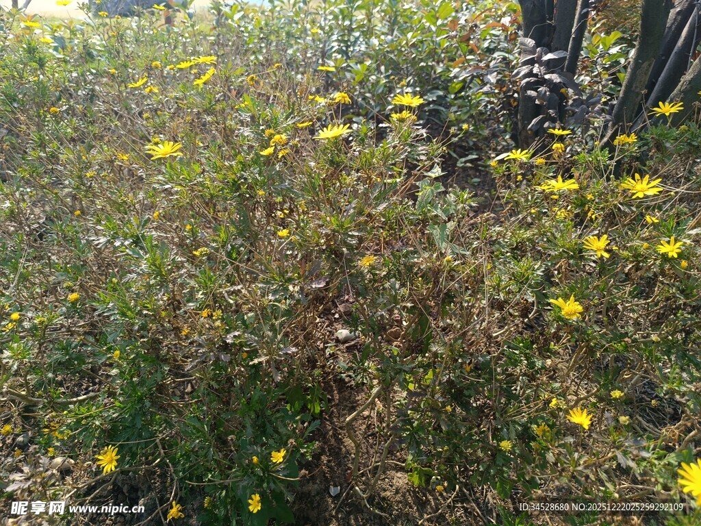 野外绽放的黄色小花
