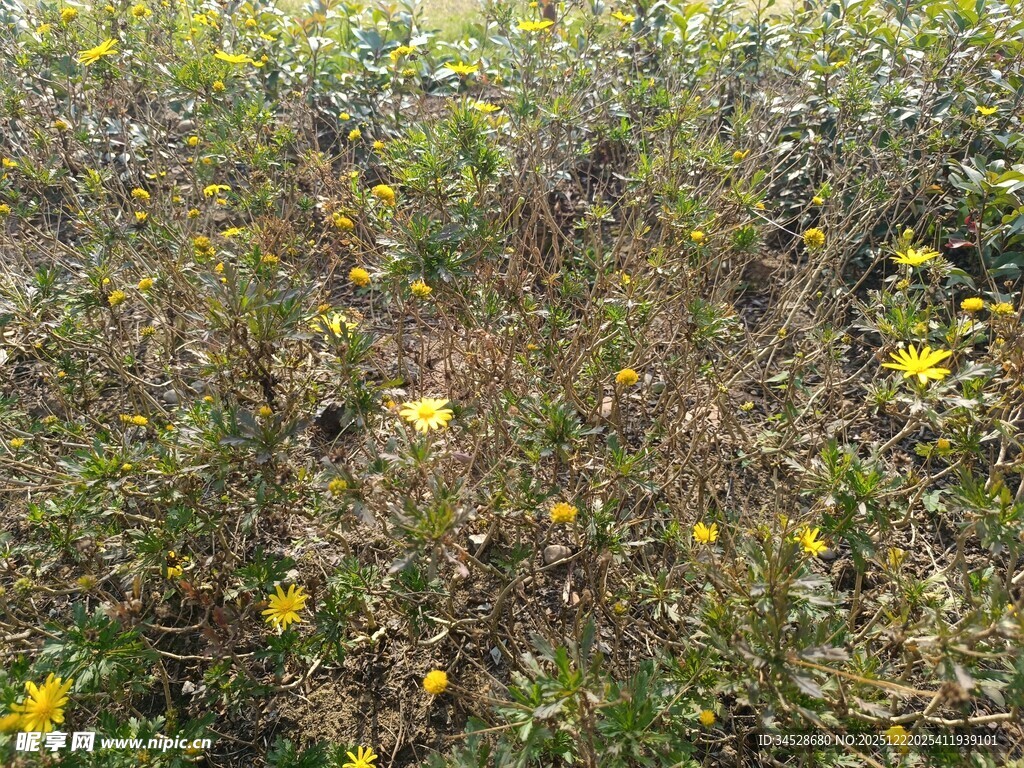 野外绽放的黄色小花