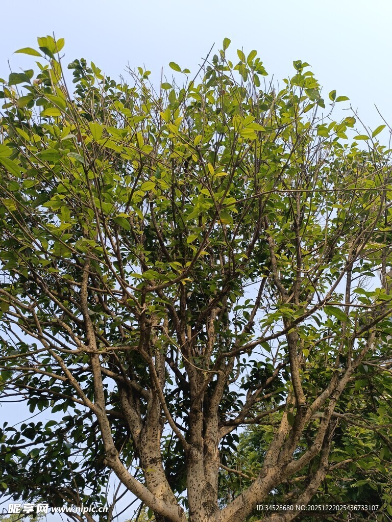 枝叶繁茂的绿树