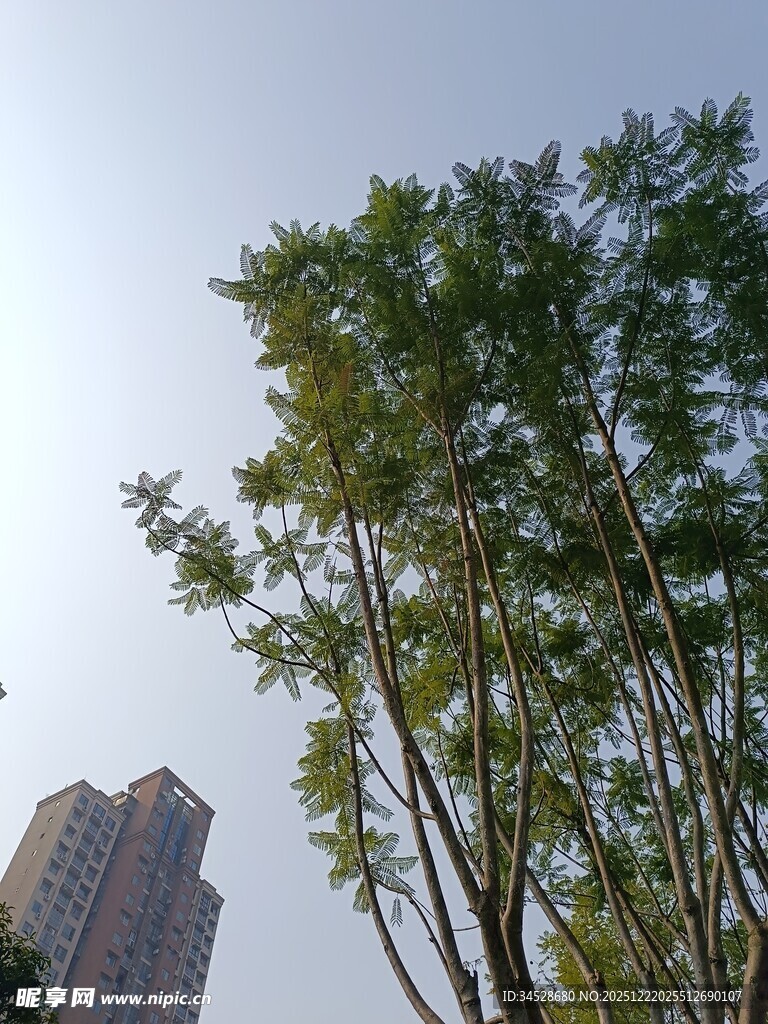 城市中挺拔的绿树与高楼