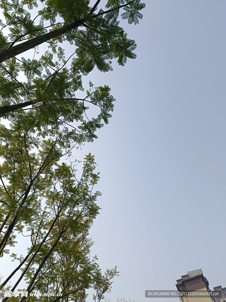 仰视绿树与远处建筑