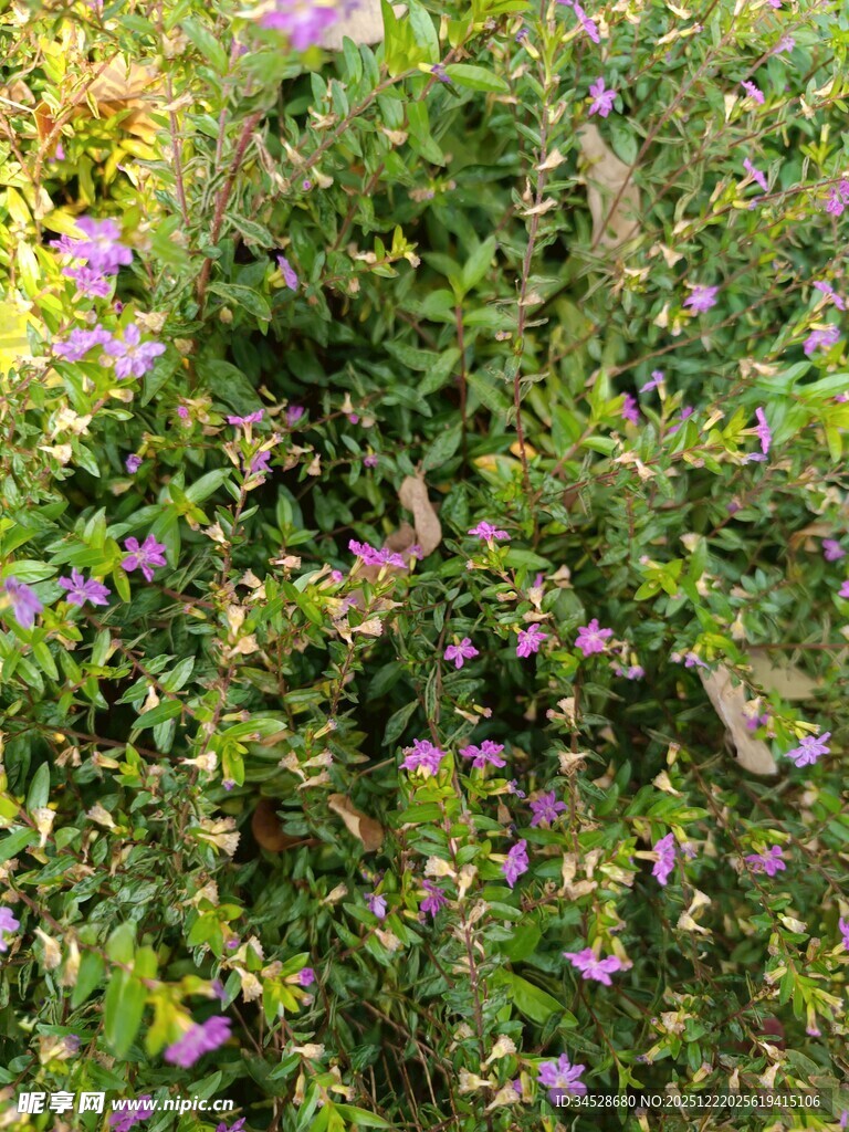 繁茂花丛中的紫色小花