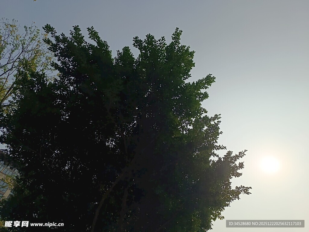 阳光下的葱郁大树