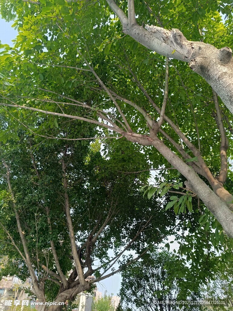 繁茂大树展现自然生机