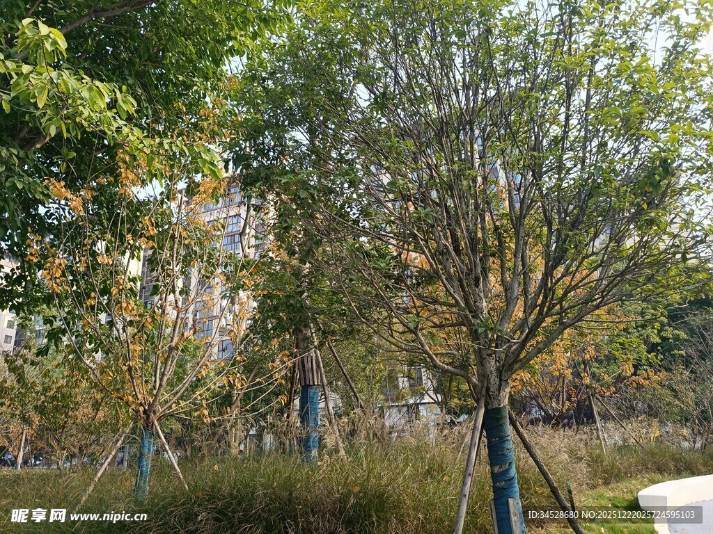 户外绿树成荫休闲场景