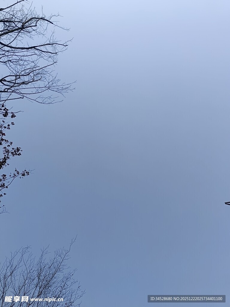 天空中飞鸟与树枝景象