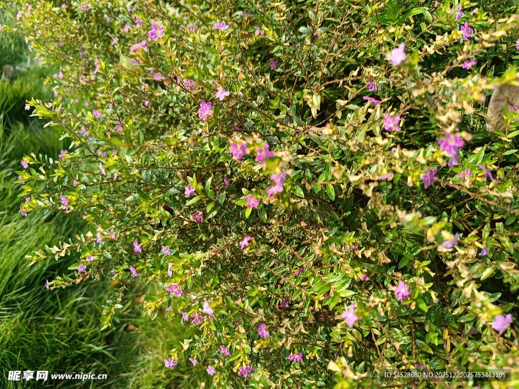 繁茂花丛中的粉色小花