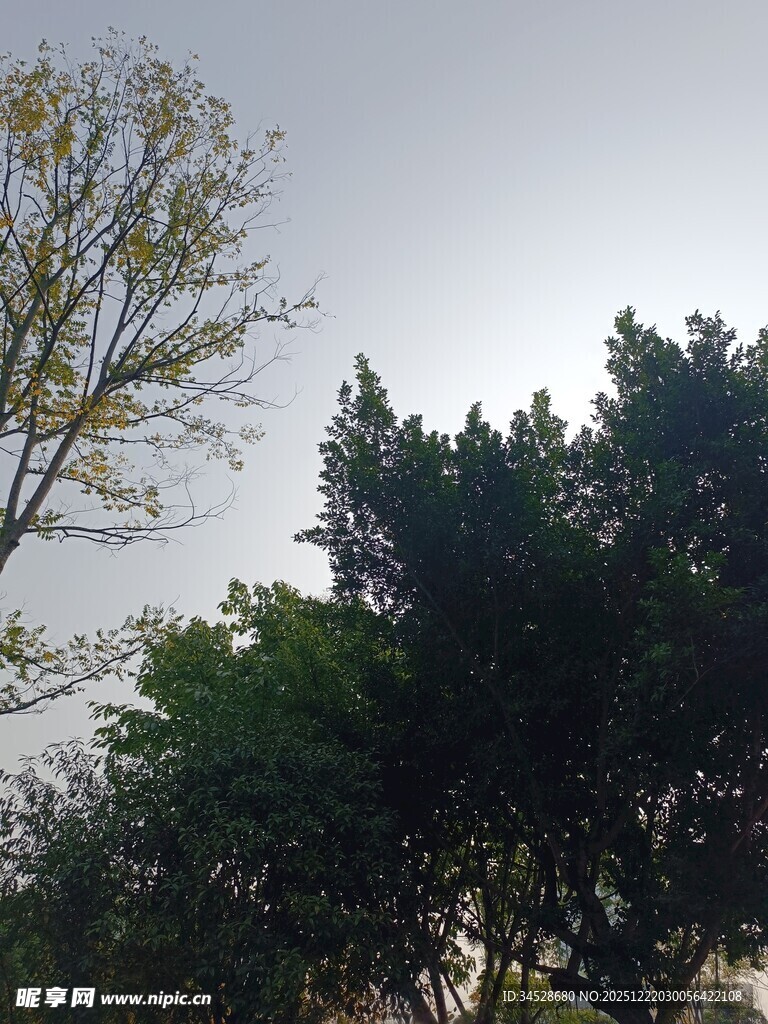 天空下的繁茂树木