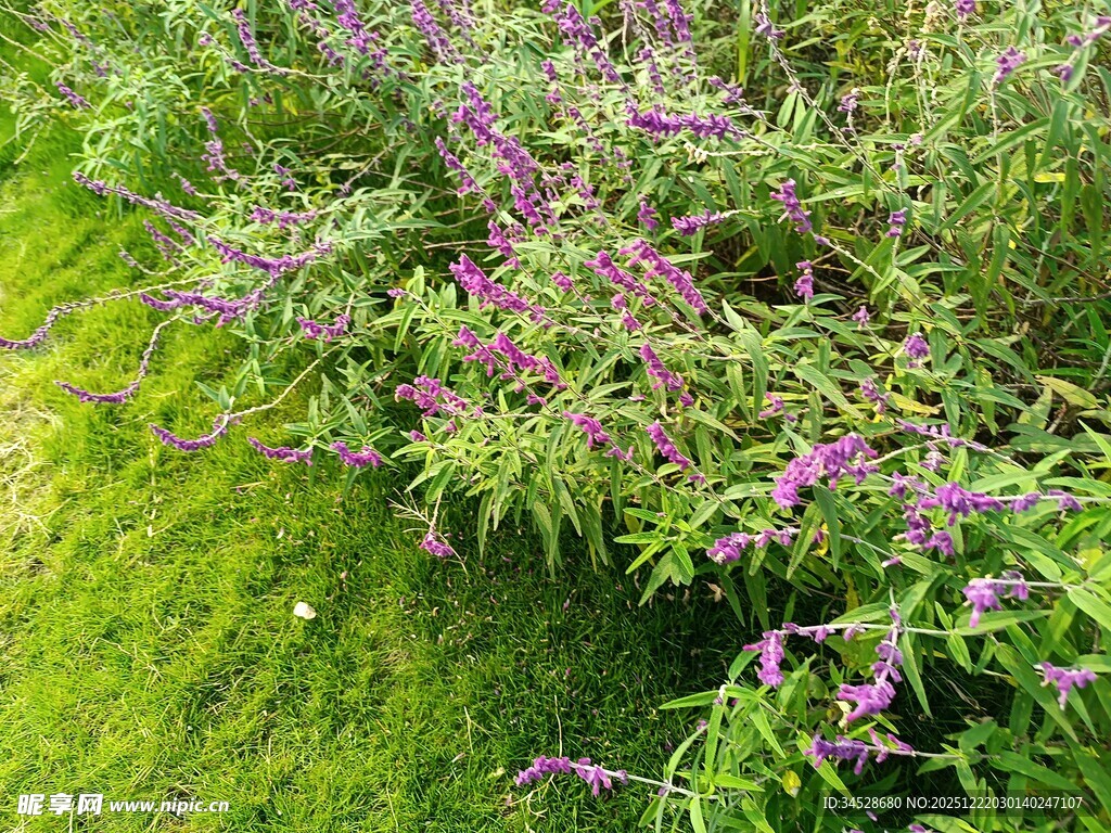 绿草间的紫色花卉绽放