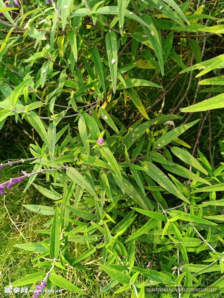 翠绿繁茂的丛生植物