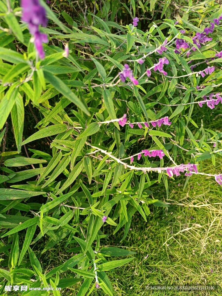 绿叶间的紫色花卉绽放