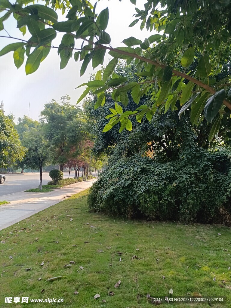 城市中的静谧绿意角落