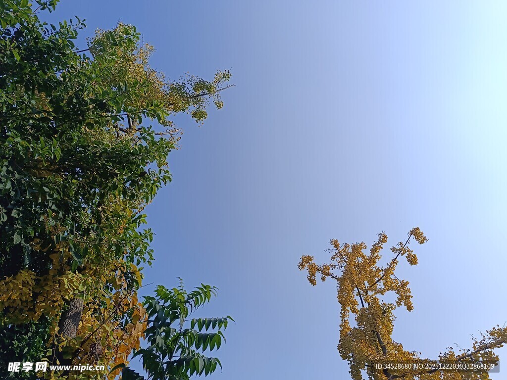 蓝天绿树间的秋日景致