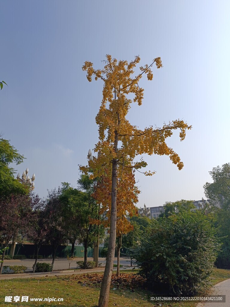 秋日公园中的黄叶树木