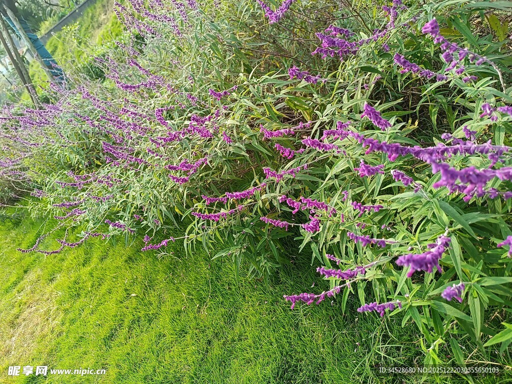 紫色花卉与翠绿草地景观